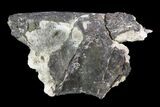 Permian Reptile (Unidentified) Jaw Section - Oklahoma #79478-1